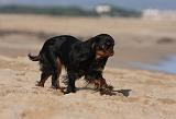 KING CHARLES SPANIEL 013